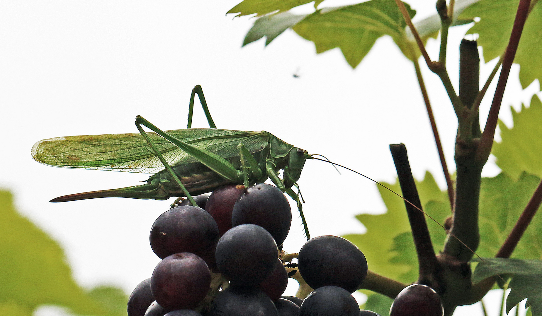 Weinkennerin ...