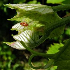 Weinknospe mit Wanzenlarve - aber von welcher Art???