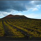 Weinkultur auf Lanzarote (La Geria)