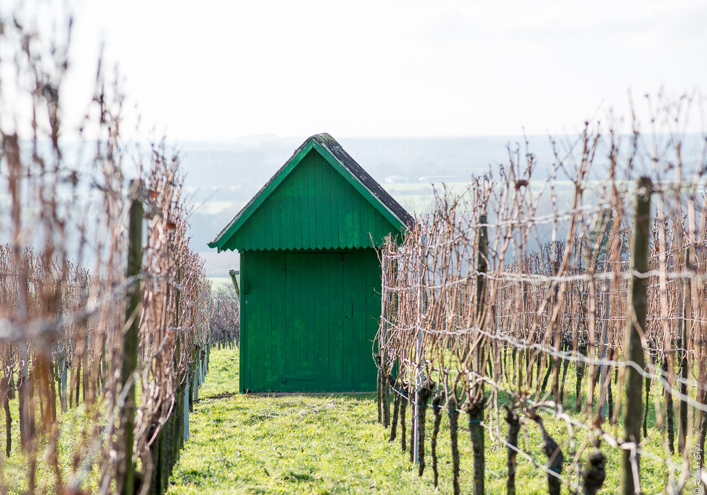 Weinlage im Winter