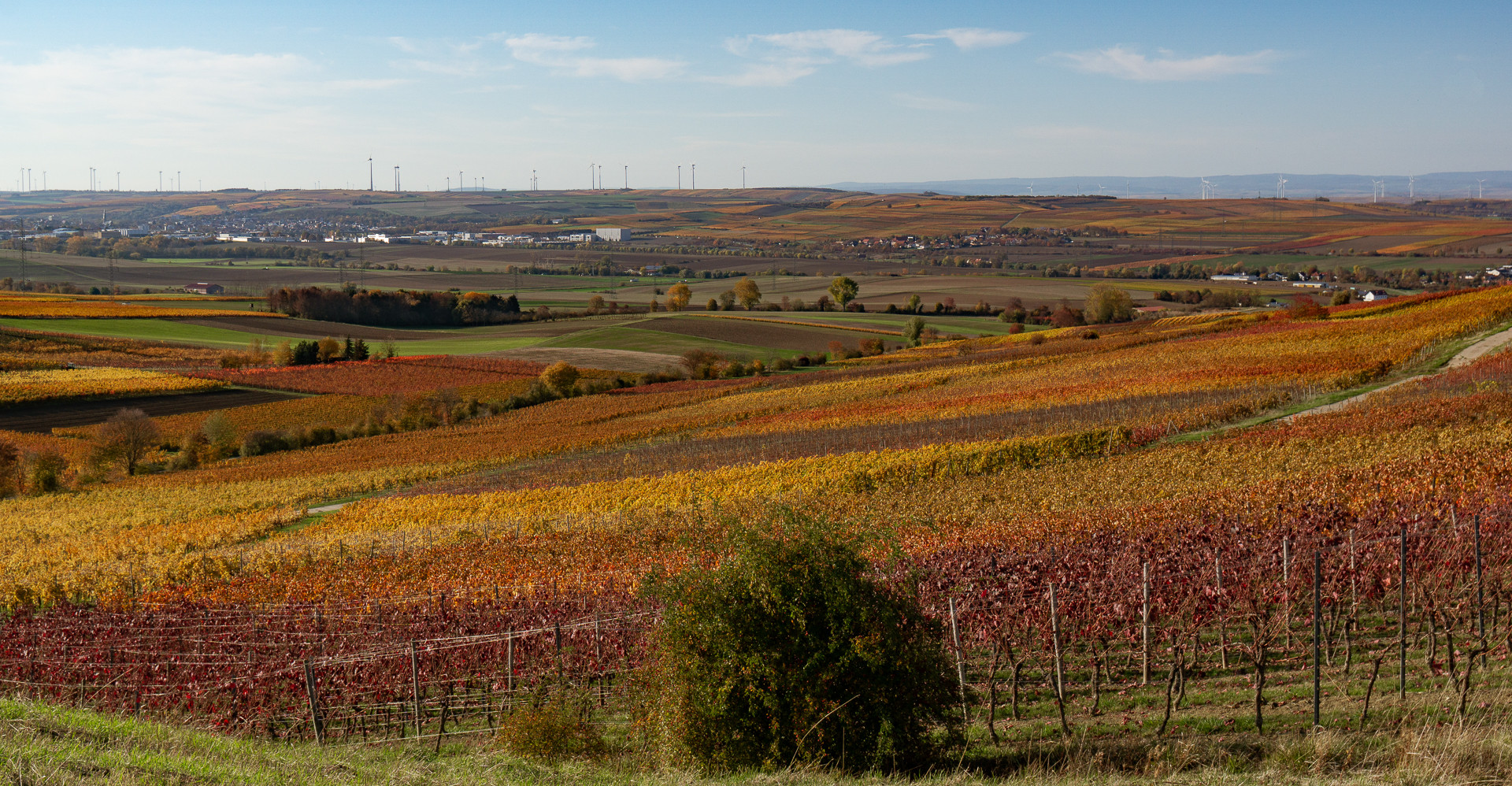 Weinland im Herbst (1)