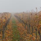 Weinland im Herbst (3)