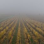 Weinland im Herbst (4)
