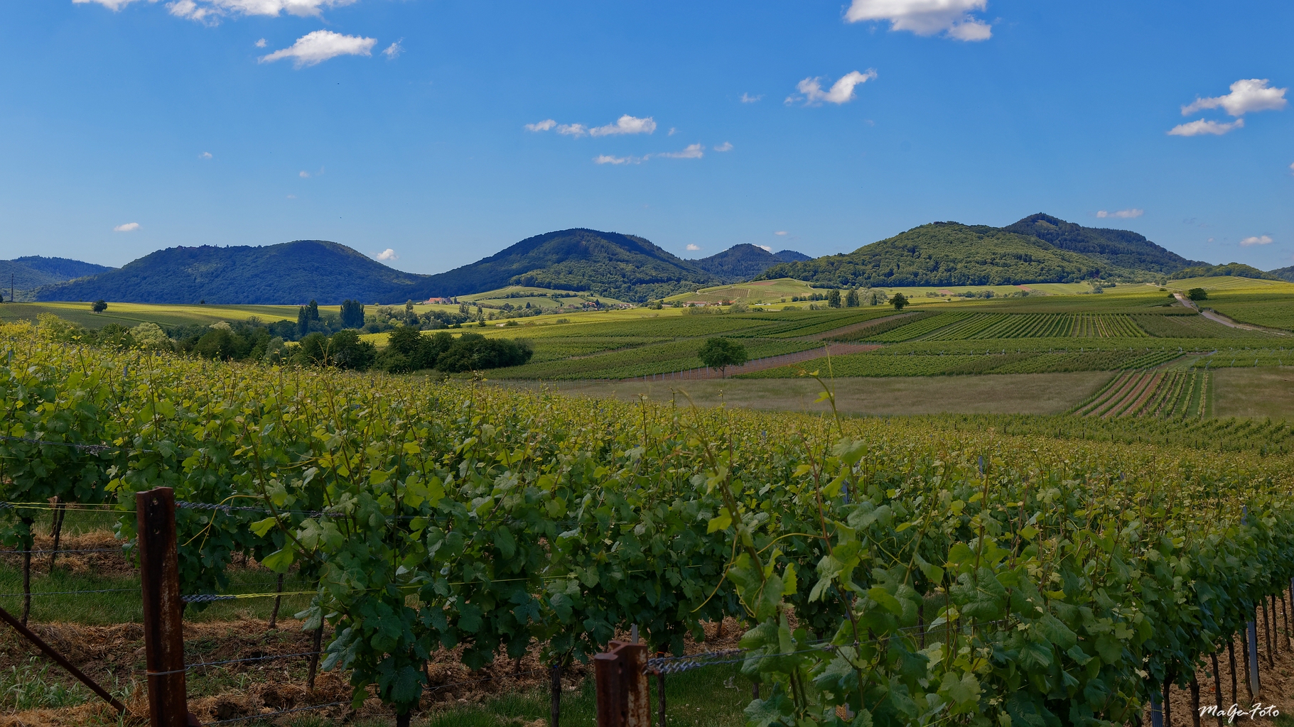 Weinland-Pfalz