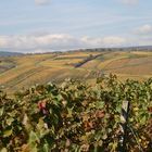 Weinland Rheingau im Herbst