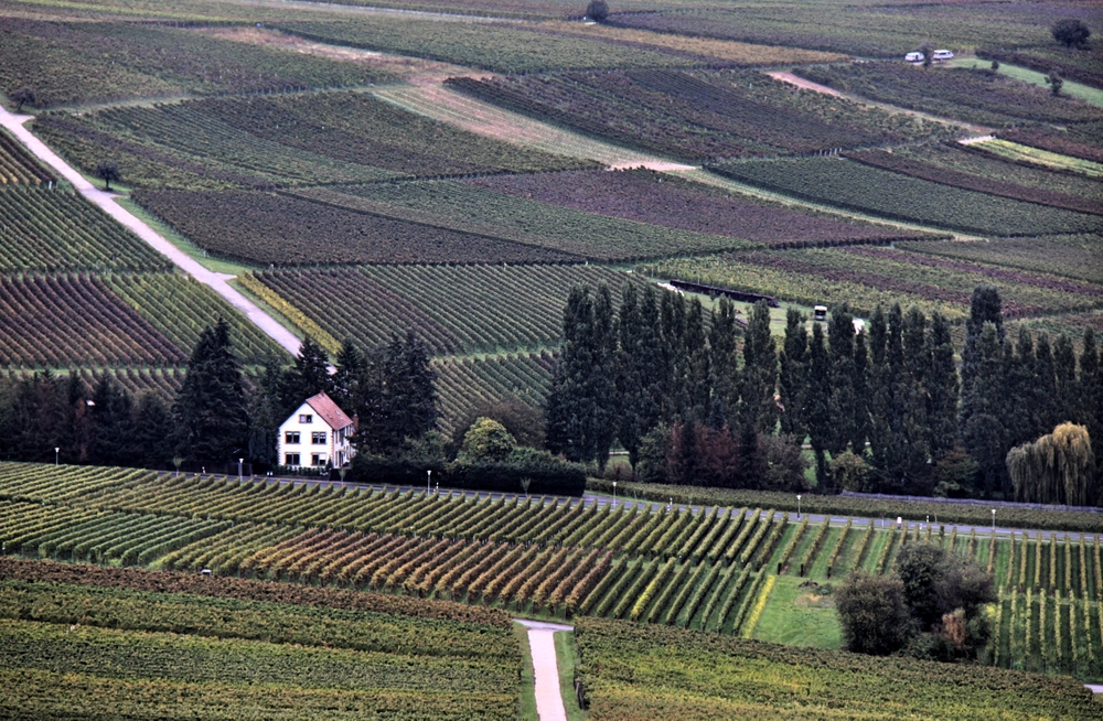 Weinlandschaft