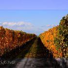 Weinlandschaft