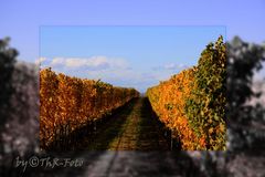 Weinlandschaft