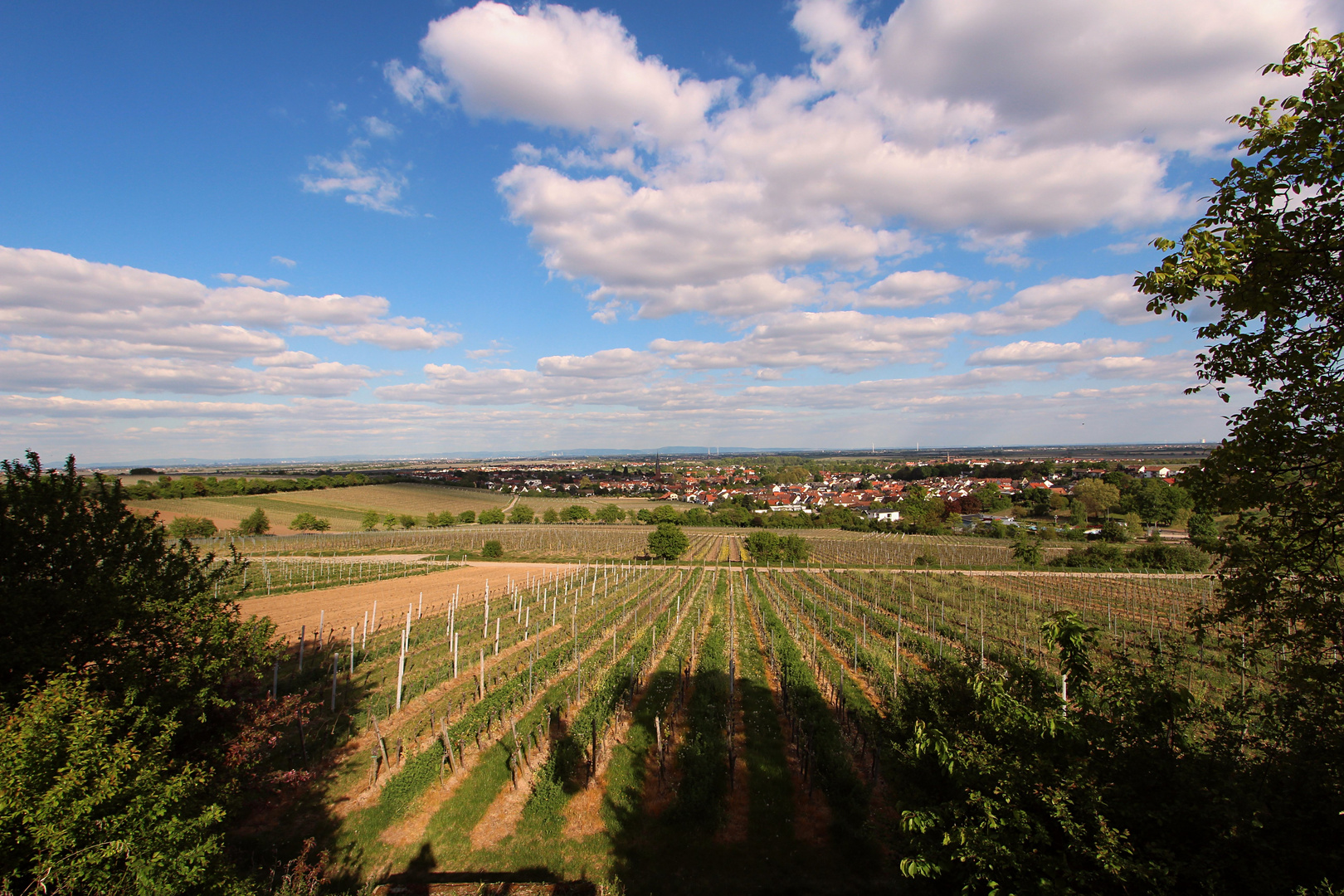 Weinlandschaft bei Deidesheim