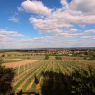 Weinlandschaft bei Deidesheim