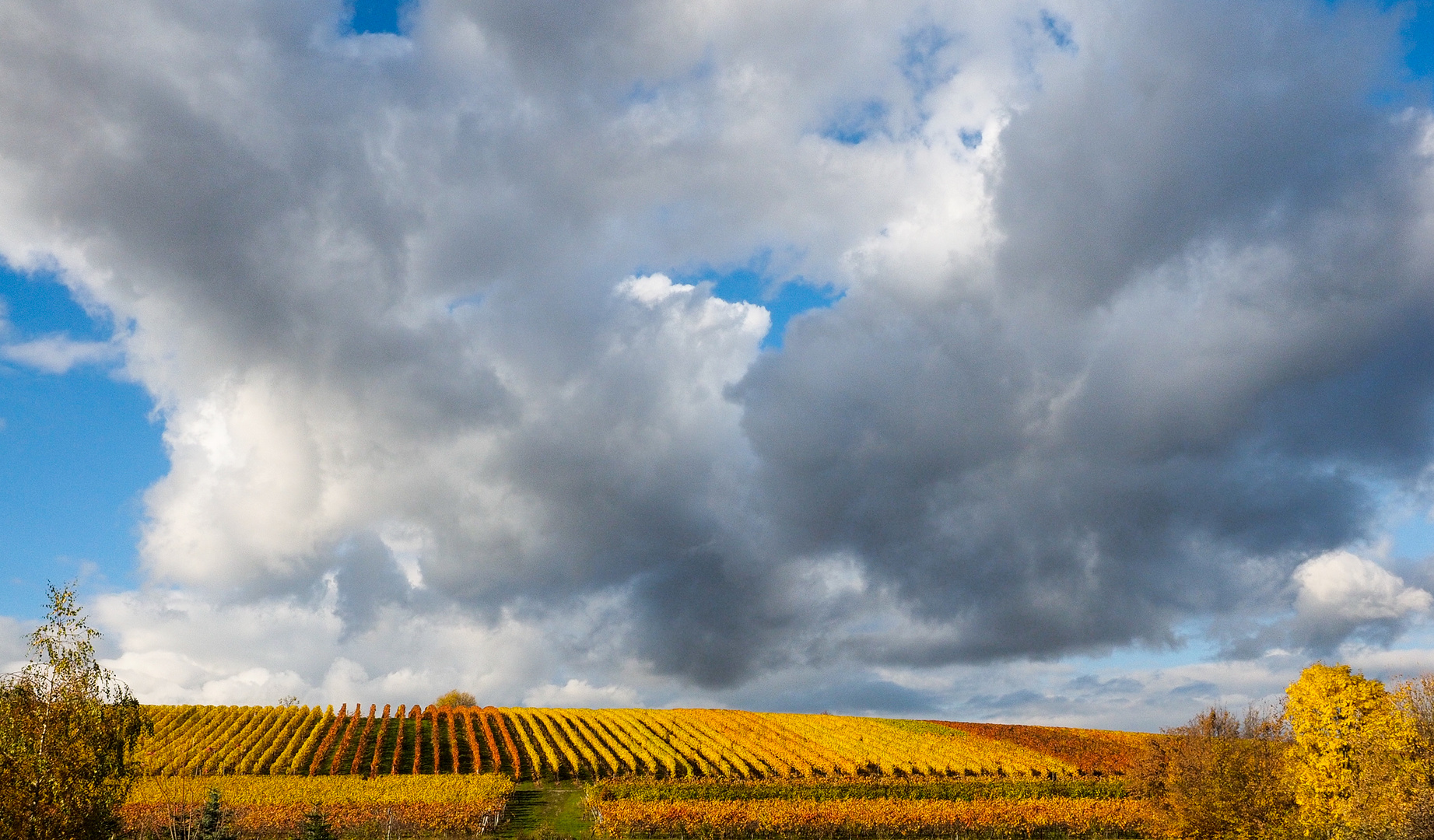 Weinlandschaft