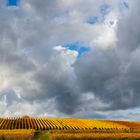 Weinlandschaft