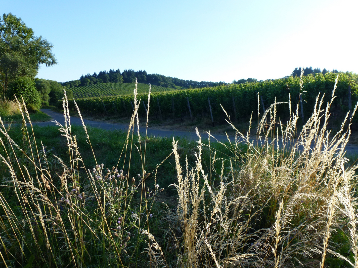 Weinlandschaft