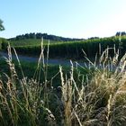 Weinlandschaft