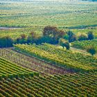 Weinlandschaft