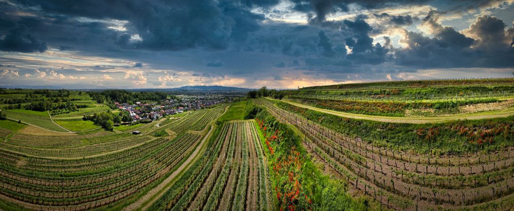 Weinlandschaft im Breisgau 