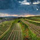 Weinlandschaft im Breisgau 