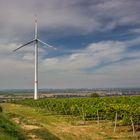 Weinlandschaft in Framersheim