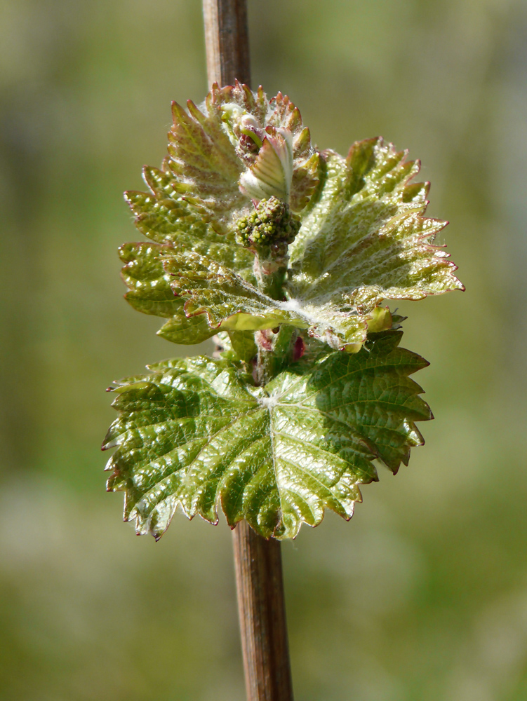 Weinlaub (1)