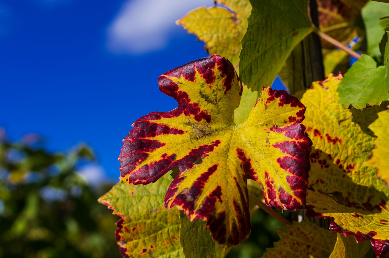 Weinlaub