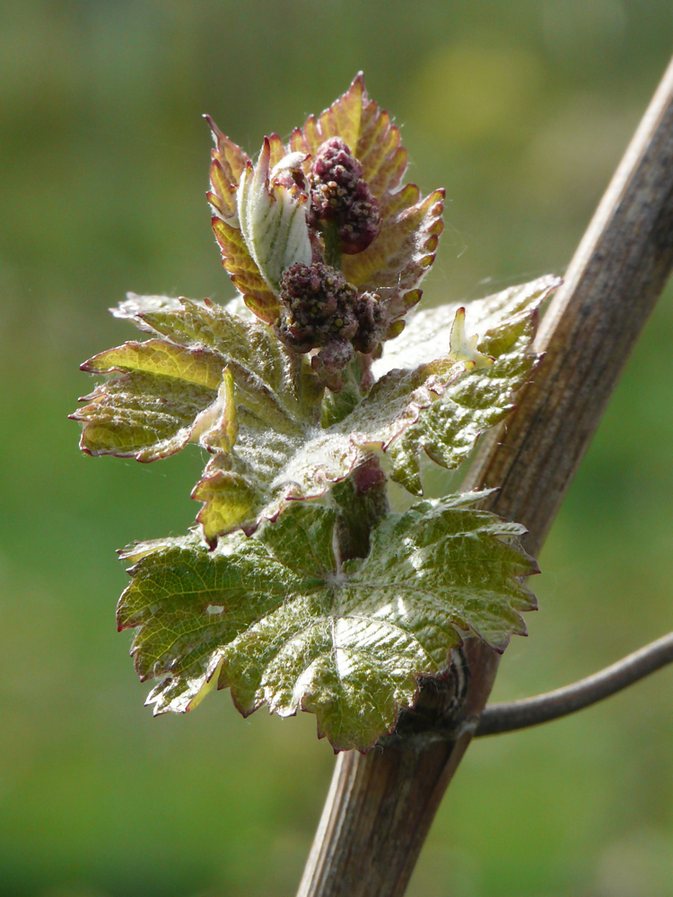 Weinlaub (3)