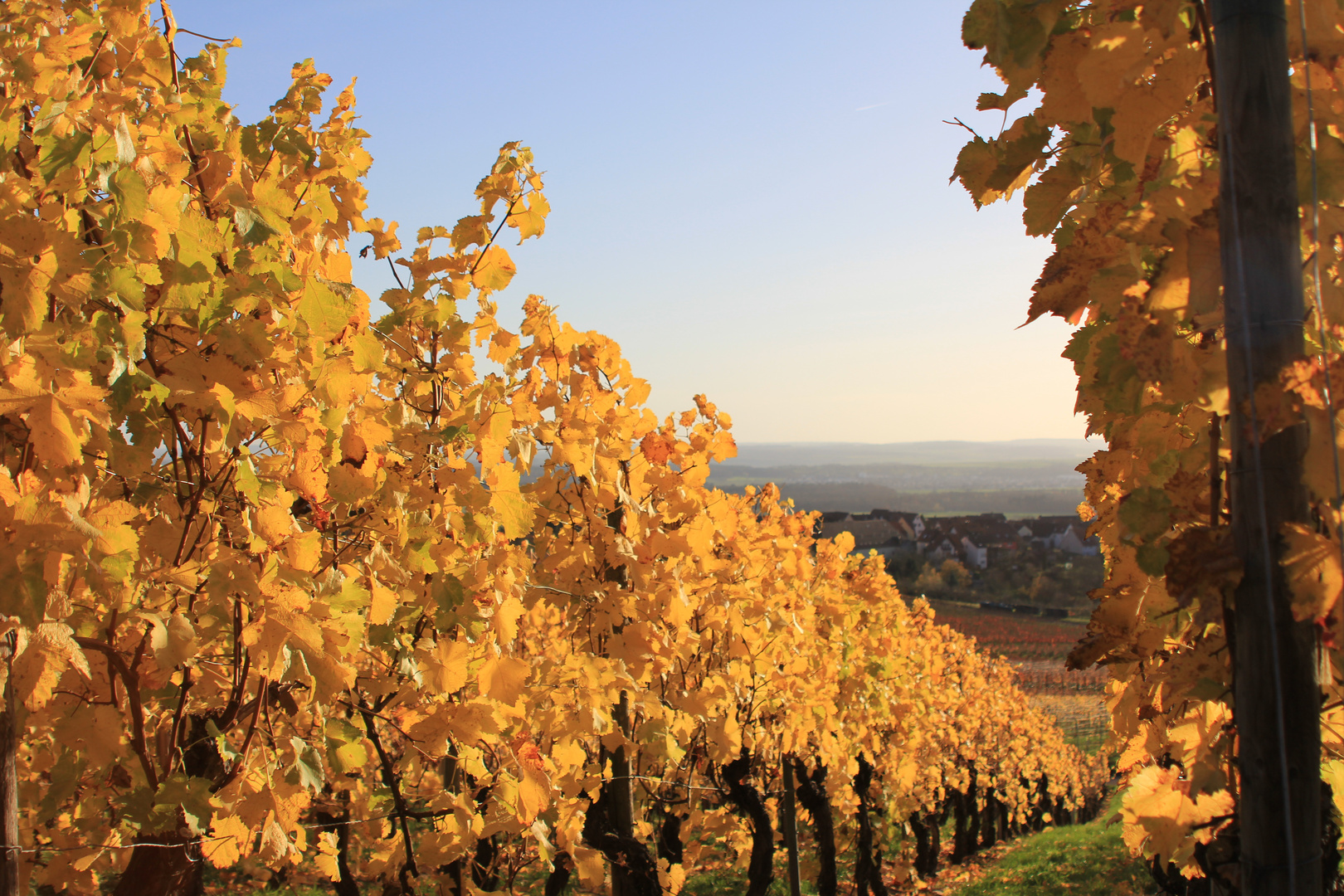 Weinlaub