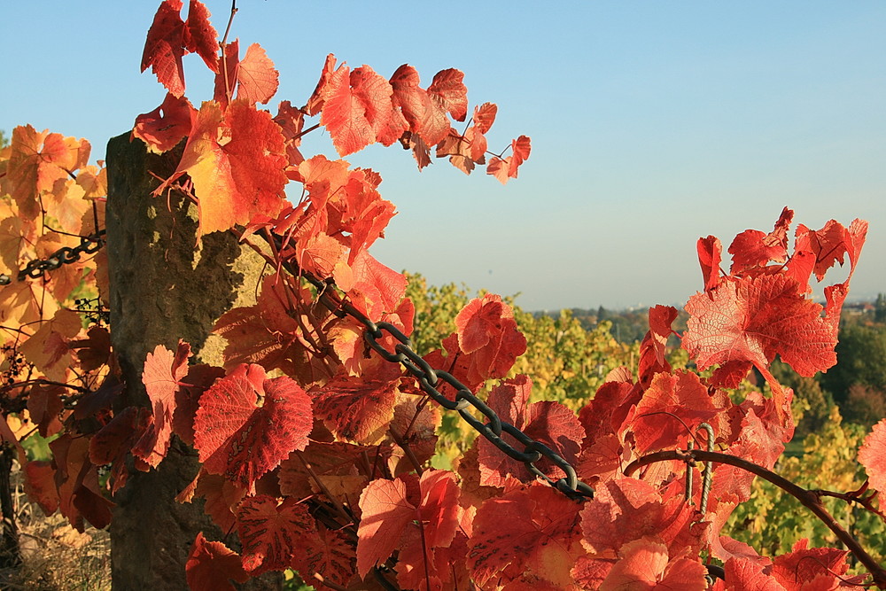 Weinlaub