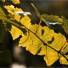 Weinlaub auf der Mainau