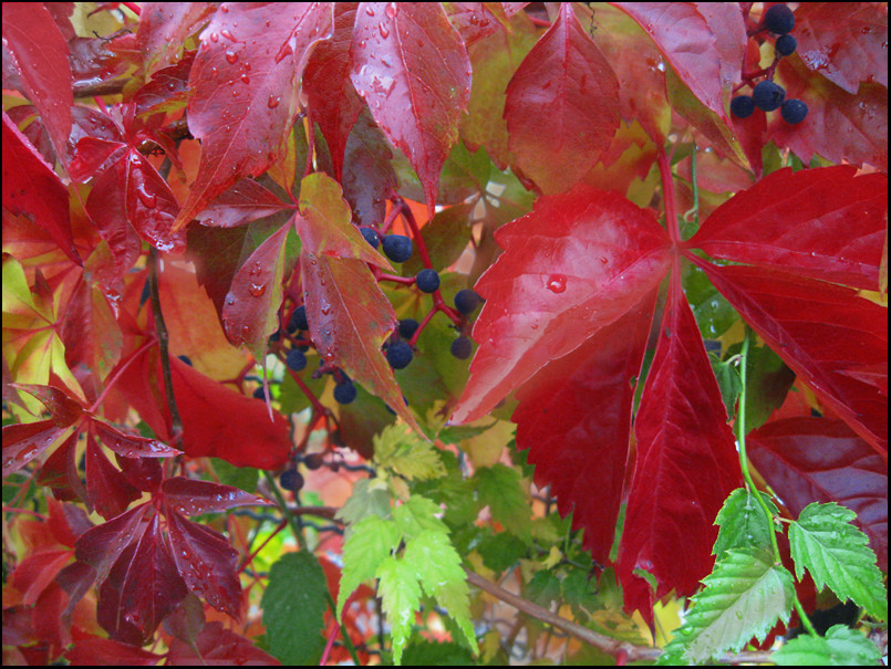 Weinlaub hinter welchem Zaun?