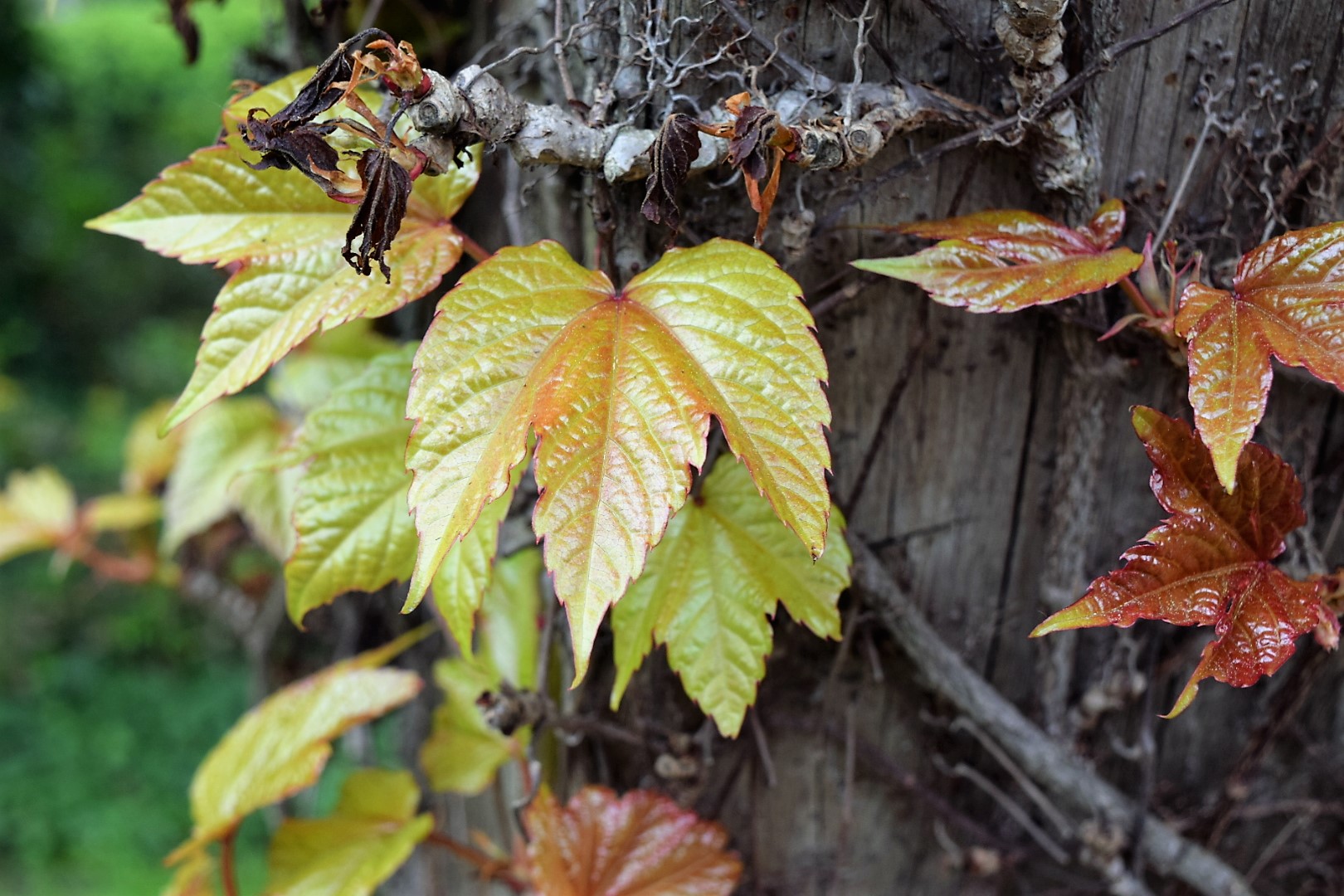 Weinlaub im Frühling