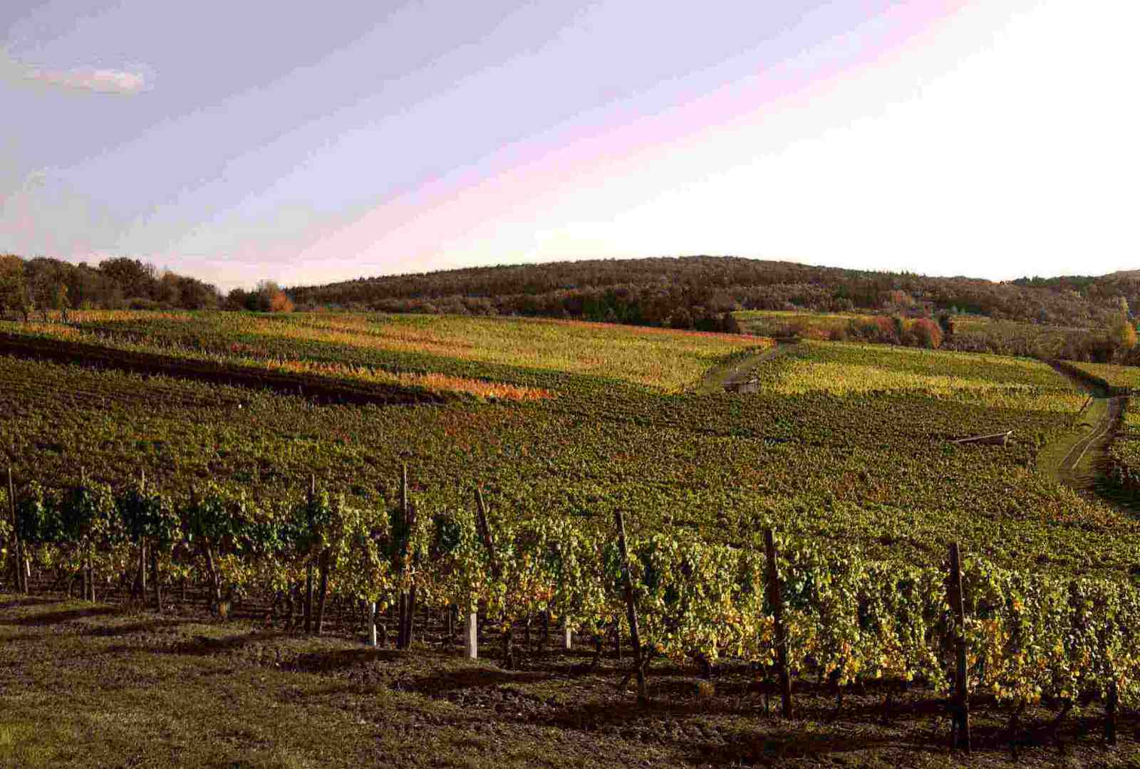 Weinlaub im Herbst 2012