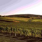 Weinlaub im Herbst 2012