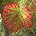 Weinlaub im Herbst 2012