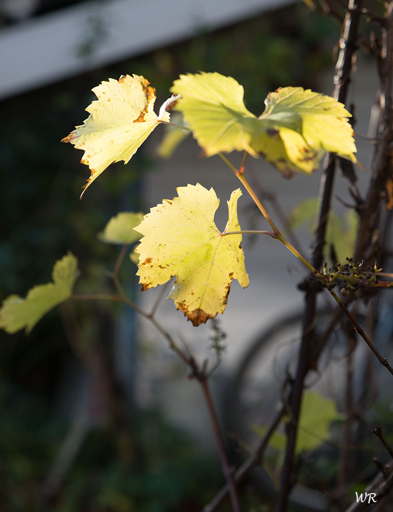 Weinlaub im Herbst