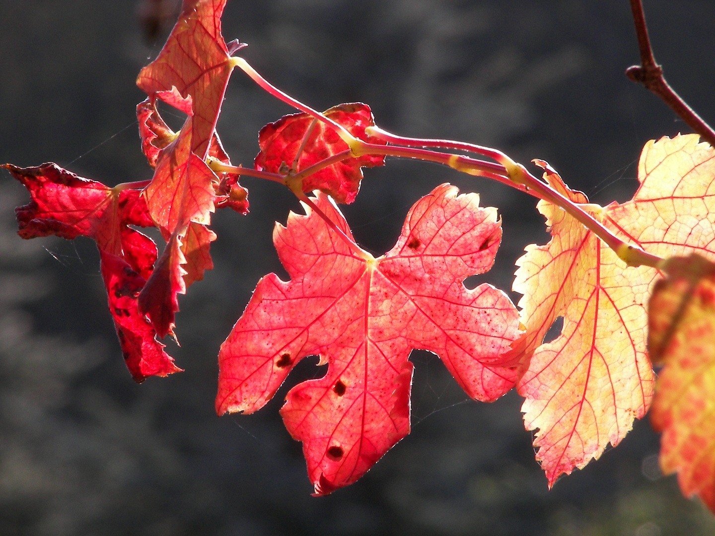 Weinlaub im Herbst