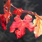 Weinlaub im Herbst