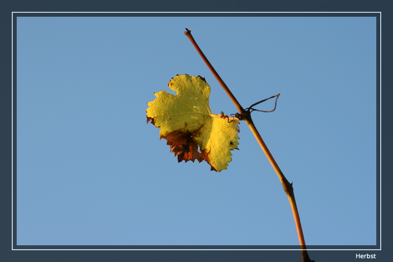 Weinlaub im Herbst