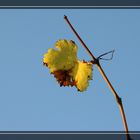 Weinlaub im Herbst