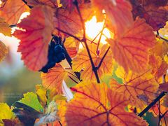 Weinlaub im Herbst