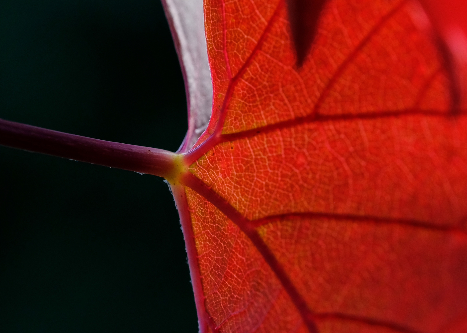 Weinlaub im Herbst