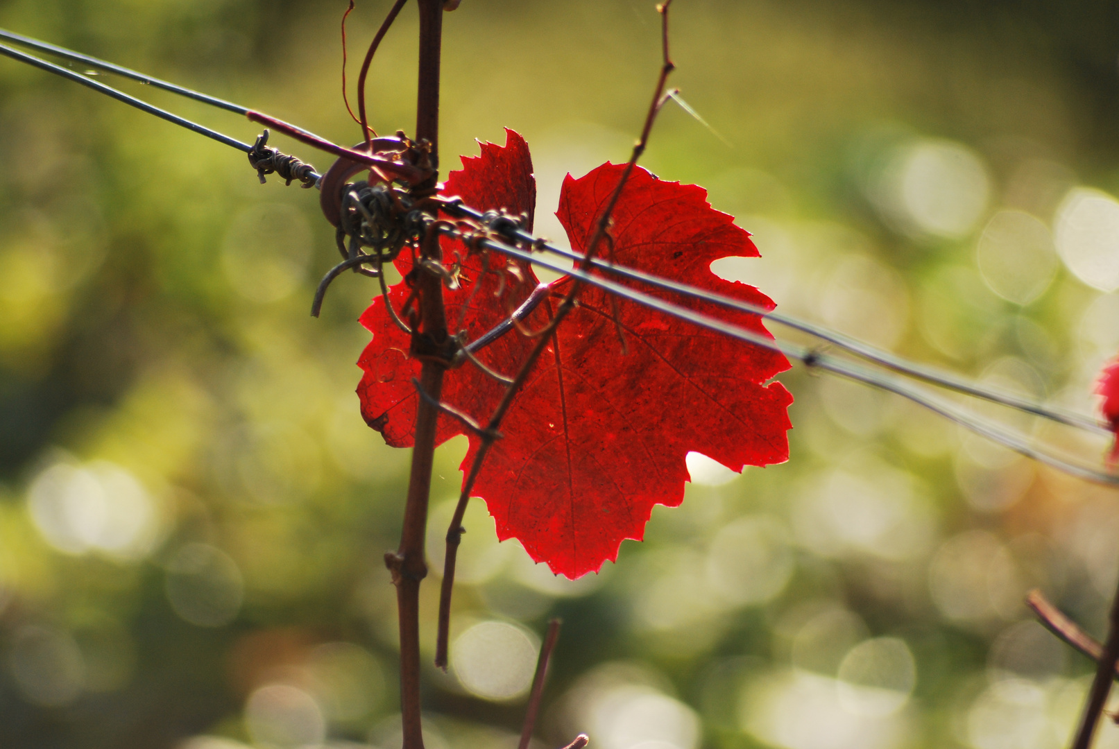 Weinlaub im Herbst