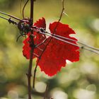 Weinlaub im Herbst