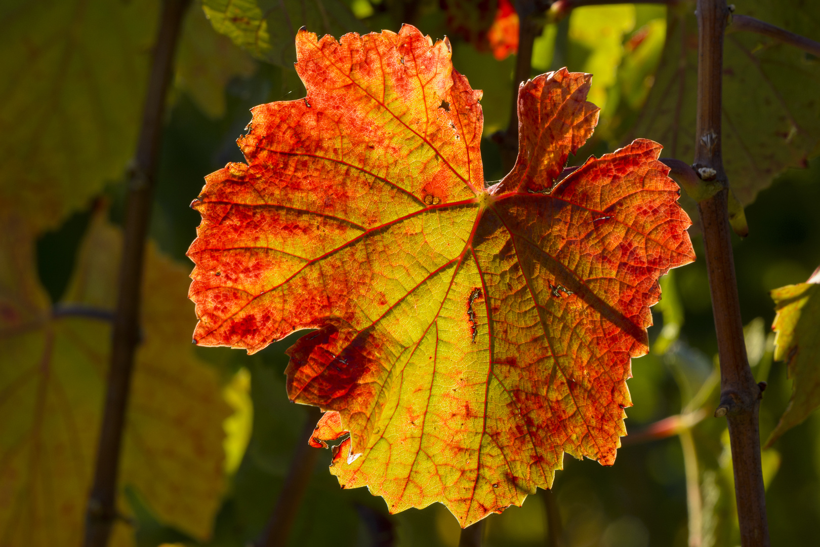 Weinlaub im Herbst