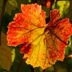 Weinlaub im Herbst