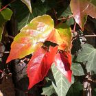 Weinlaub im Herbstlicht