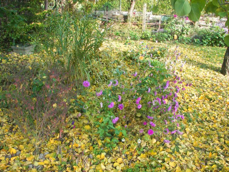 Weinlaub im Herbstschmuck