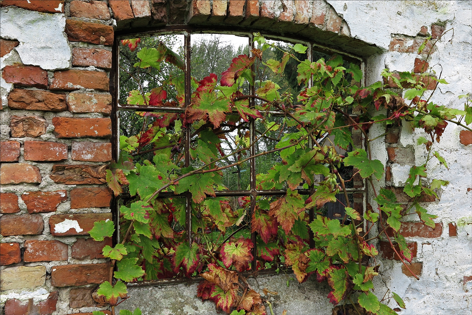 Weinlaub im maroden Fenster auf Gut Wittmoldt