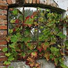 Weinlaub im maroden Fenster auf Gut Wittmoldt