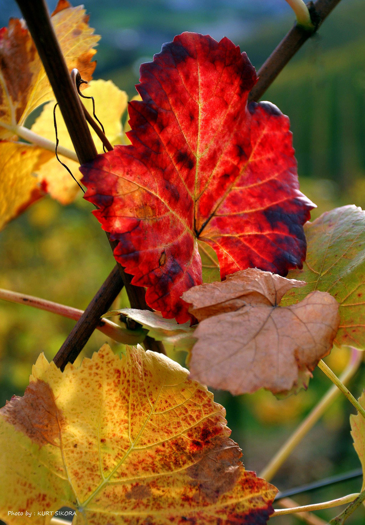 Weinlaub im November.