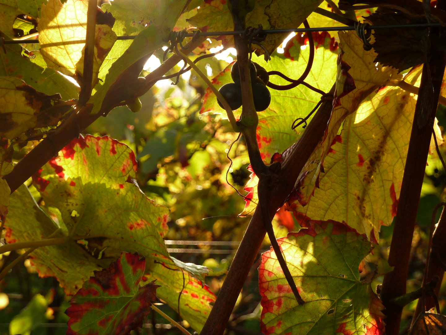 Weinlaub im Sonnenlicht